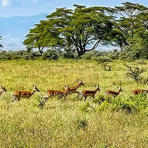 10-Day Kenya Tanzania Tours: Full Board National Parks Safari
