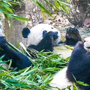 10 Days Budget China Tours to Beijing, Xi’an, Chengdu