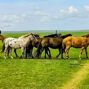 10 Days Luxury Mongolia Tours: Gobi Desert, Khovsgol Lake