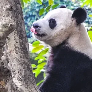 11 Days Group & Private Tour: Beijing, Xian, Chengdu, Shanghai