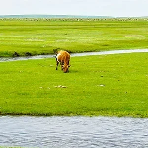 18-Day Mongolia Private Tours, All Inclusive Land Safari