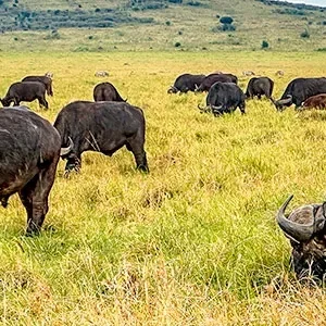 5 Days Kenya Private Tour: Safari to Amboseli & Tsavo West