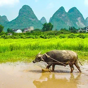 6 Days Guilin Tour to Longsheng, Sanjiang, Yangshuo
