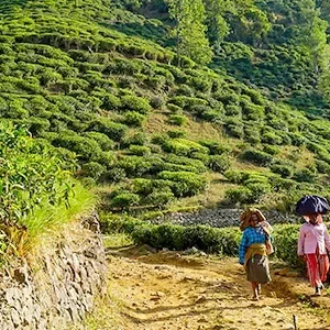 7 Days Sri Lanka Honeymoon Tour: Kandy, Nuwara Eliya, Colombo