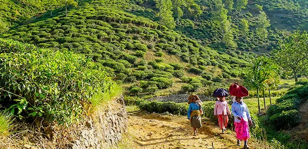 7 Days Sri Lanka Honeymoon Tour: Kandy, Nuwara Eliya, Colombo