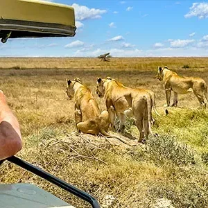 8-Day Best Kenya Tours of Masai Mara Safari