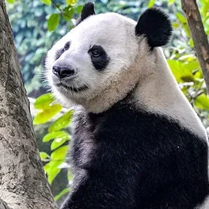 Chengdu One Day Tour Packages: Panda Base, People’s Park