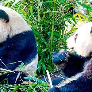 Group & Private 2 Days Xi’an Tour: Terracotta Army & Pandas